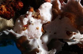 Komodo 2016 - Giant frogfish - Antenaire geant - Antennarius commerson - IMG_6900_rc